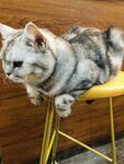 猫咪侧脸