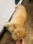 睡觉猫咪