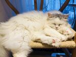 猫咪