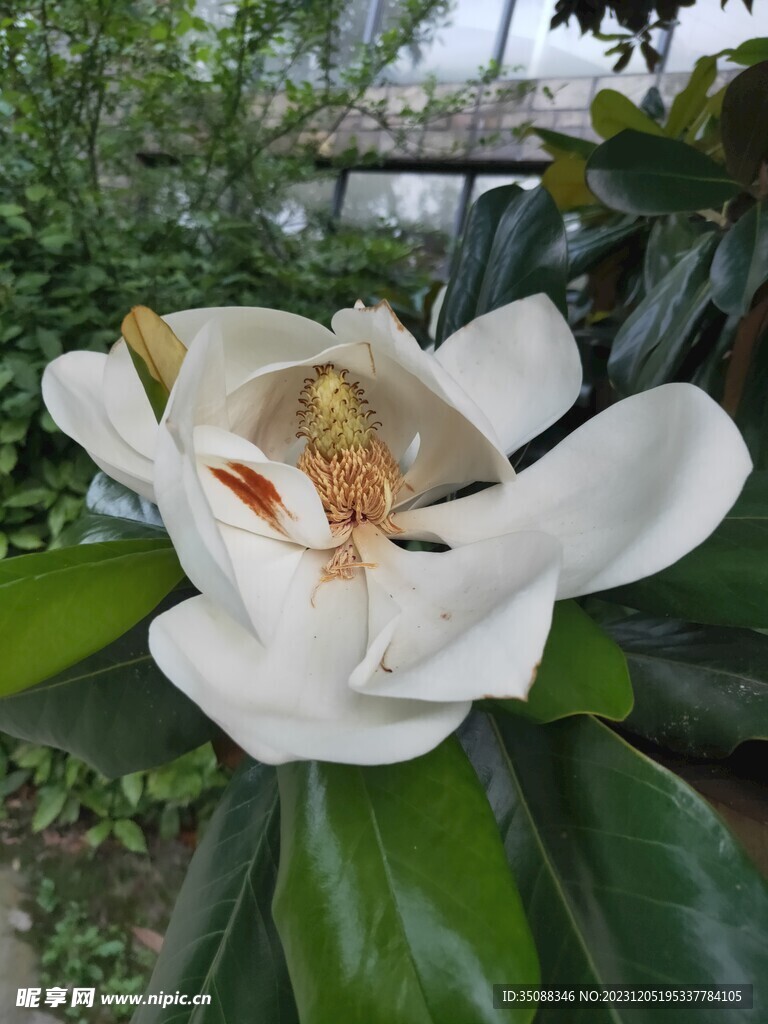 白玉兰