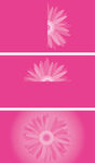 粉色花纹