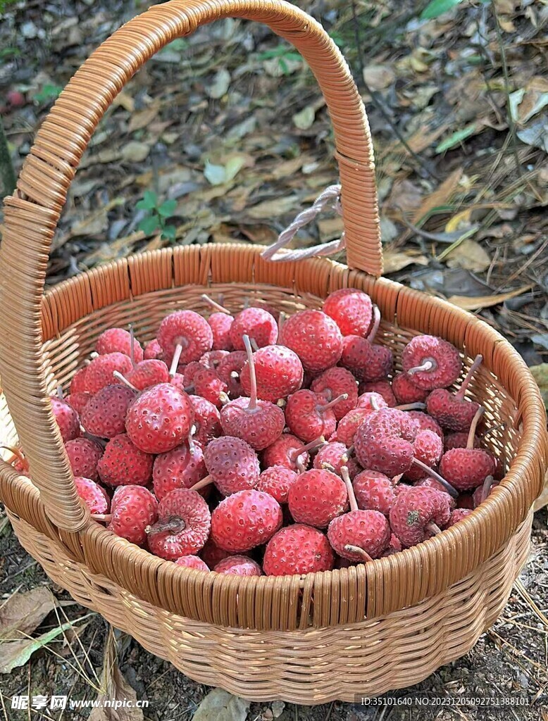 四照花果实