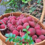 四照花树果实