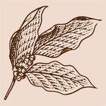 手绘咖啡豆版画