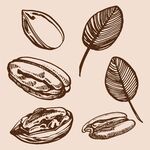 手绘碧根果干果版画