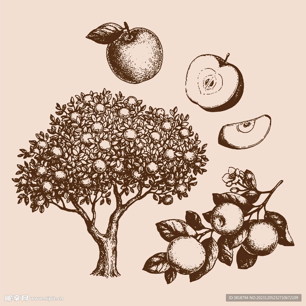 手绘苹果树 版画