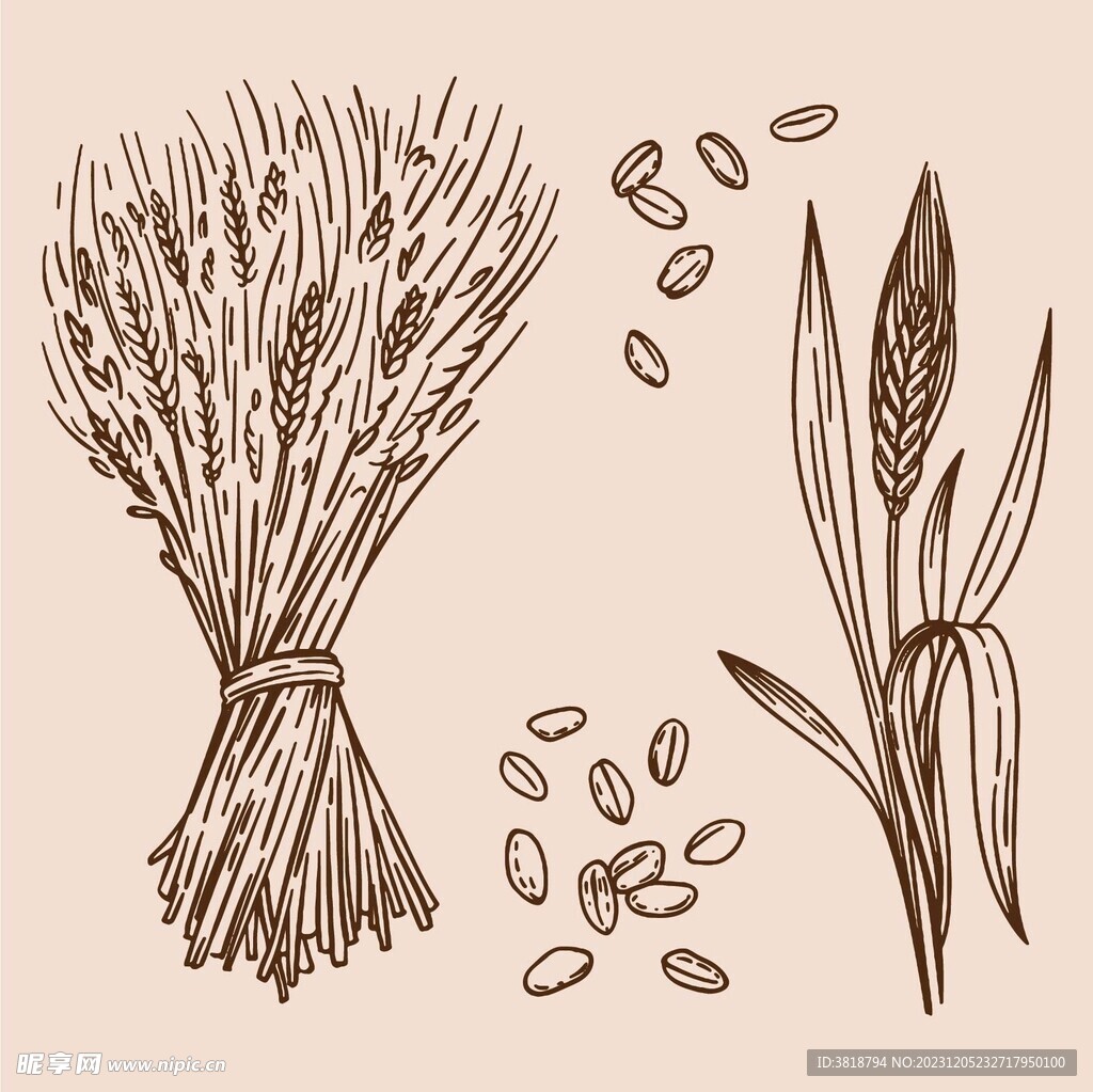 手绘 小麦 水稻 麦穗