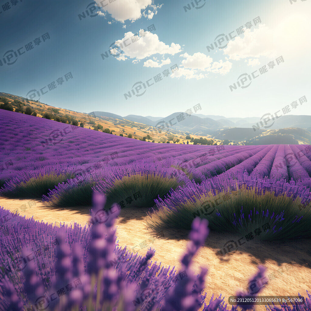 照片的山丘覆盖着紫色的薰衣草草