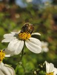 蜜蜂和鬼针草花