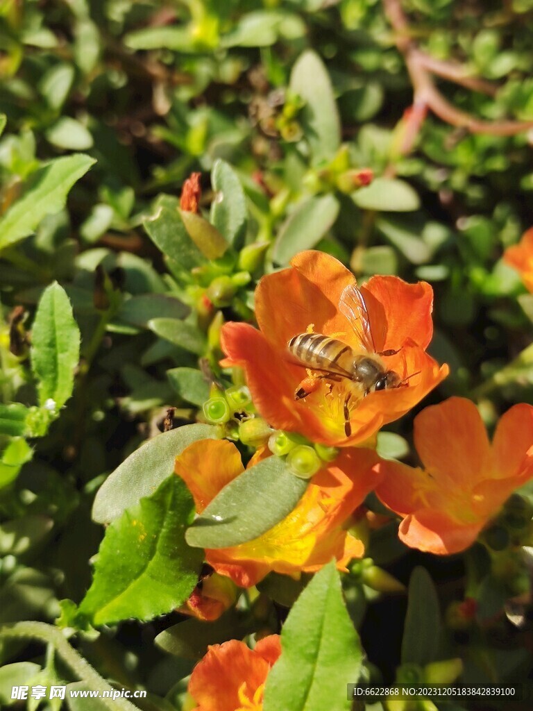 蜜蜂