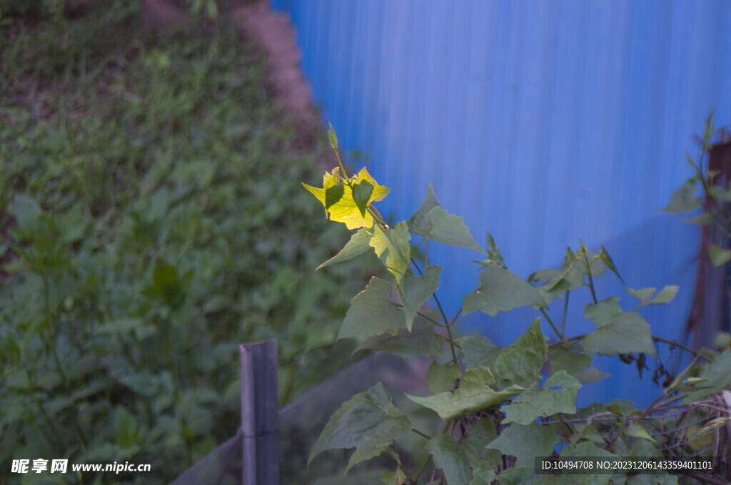 野花野菜