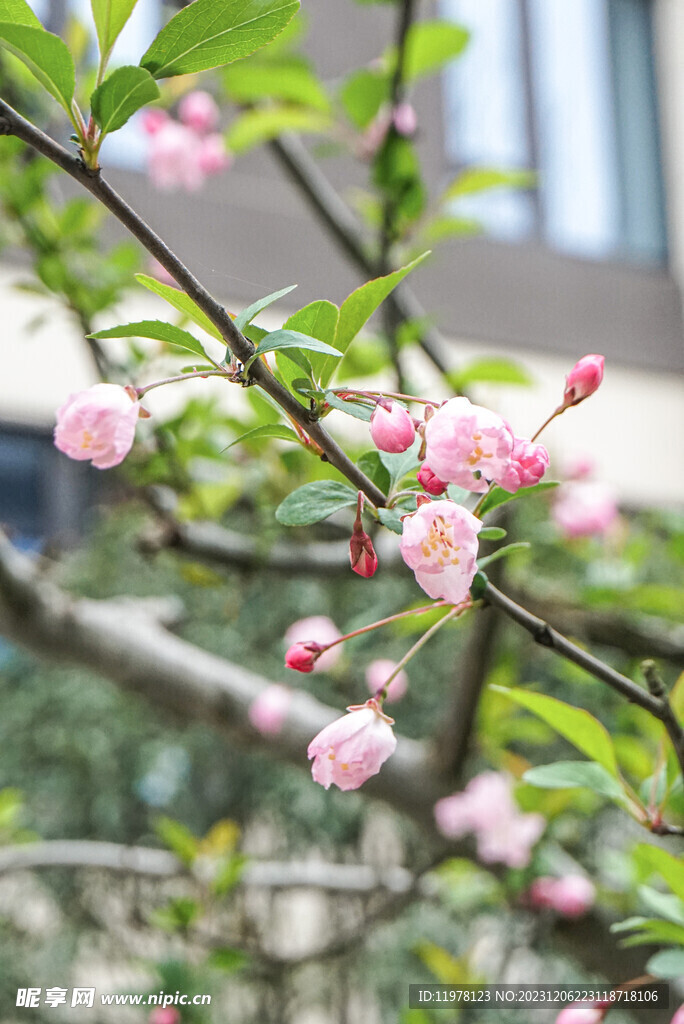 垂丝海棠