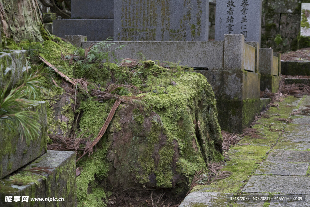 青苔植被