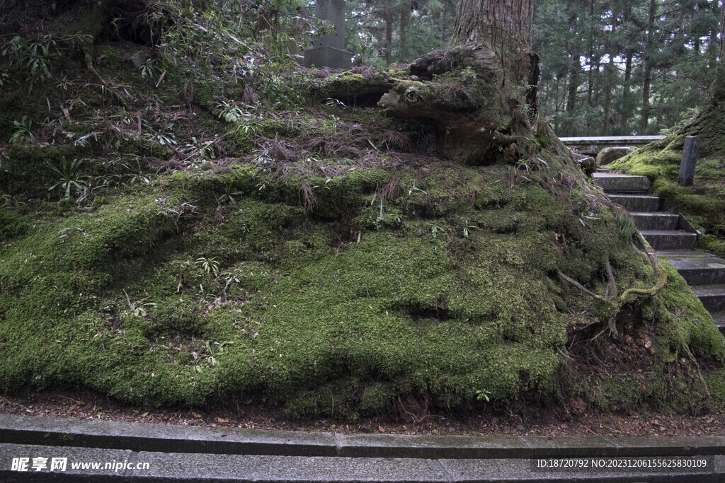 青苔植被