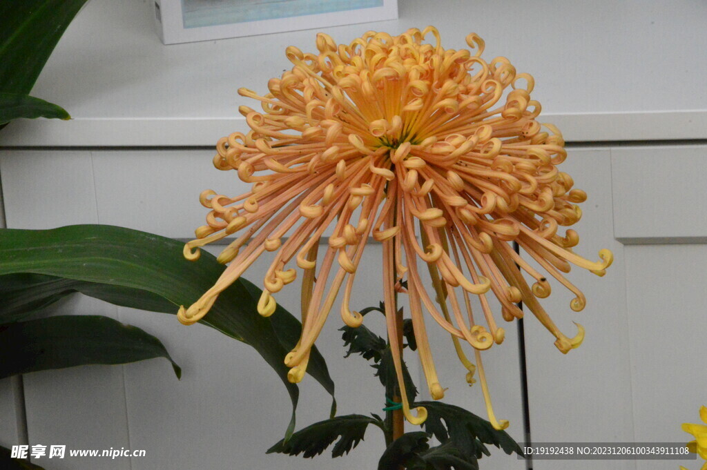 菊花