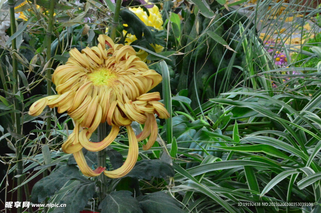 菊花