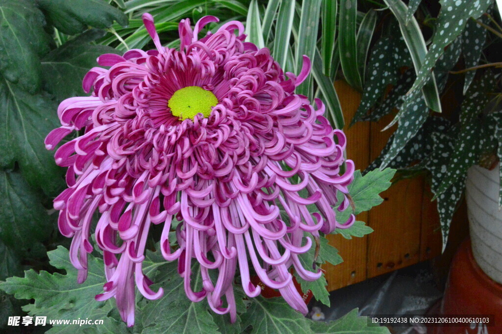 菊花
