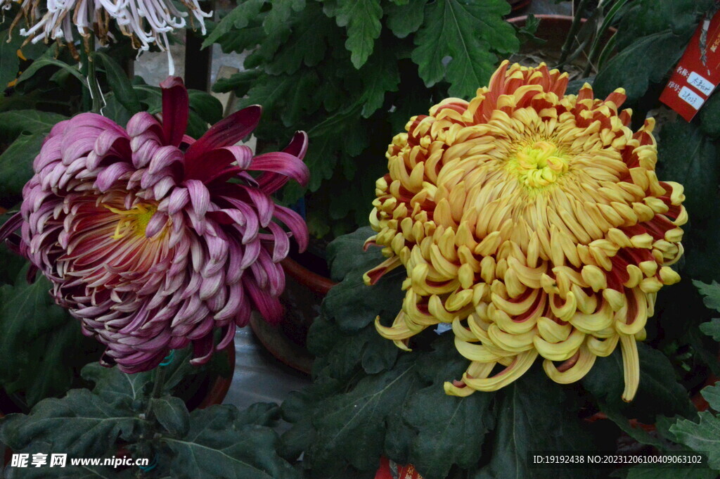 菊花