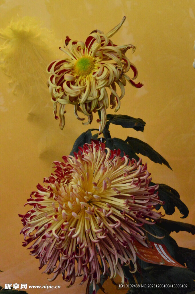 菊花