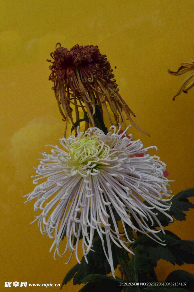 菊花 