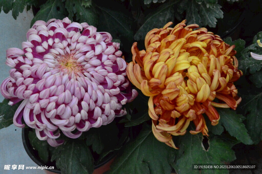 菊花 