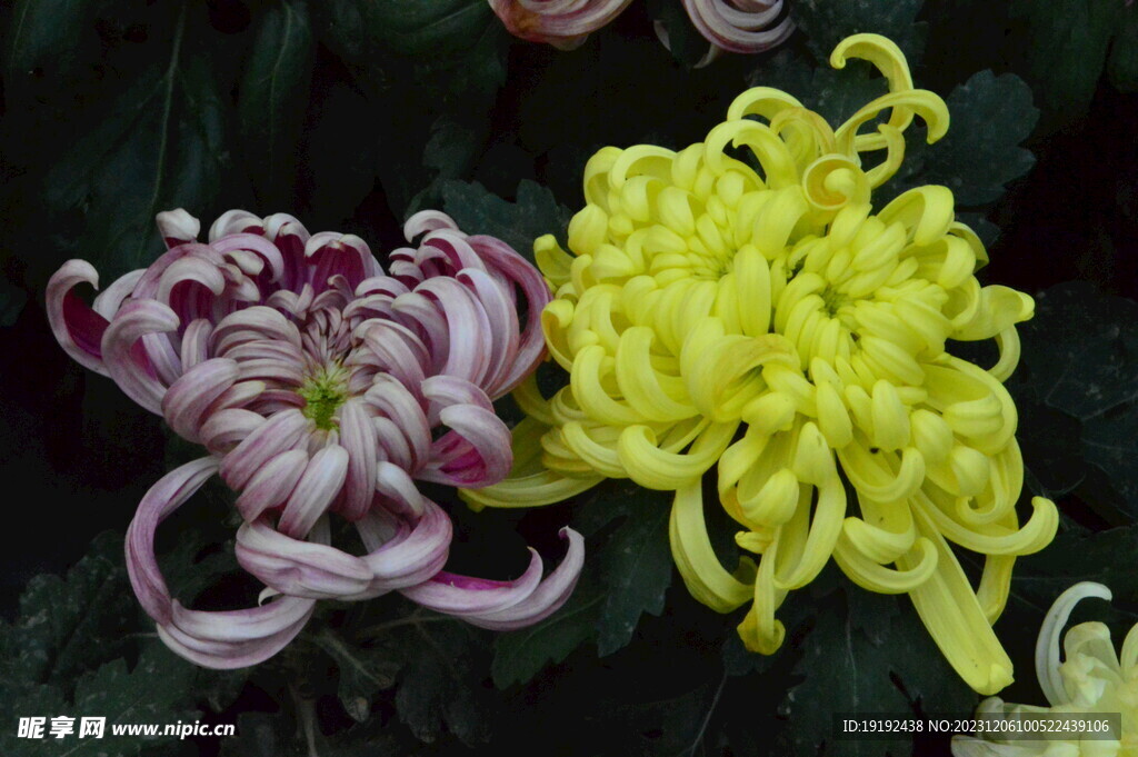 菊花 
