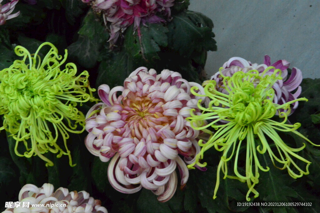 菊花 