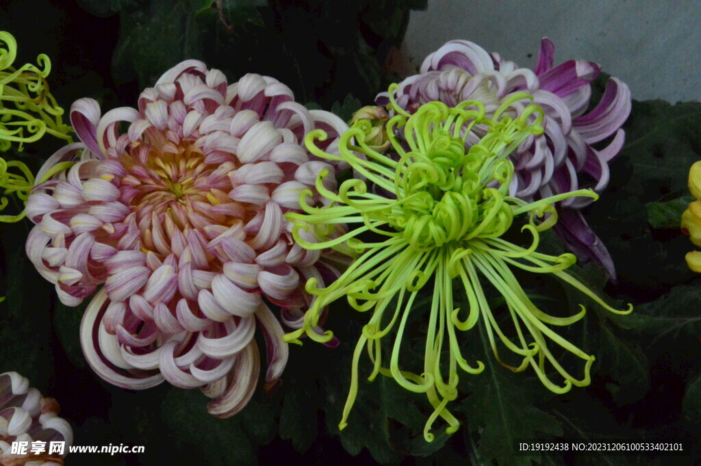 菊花