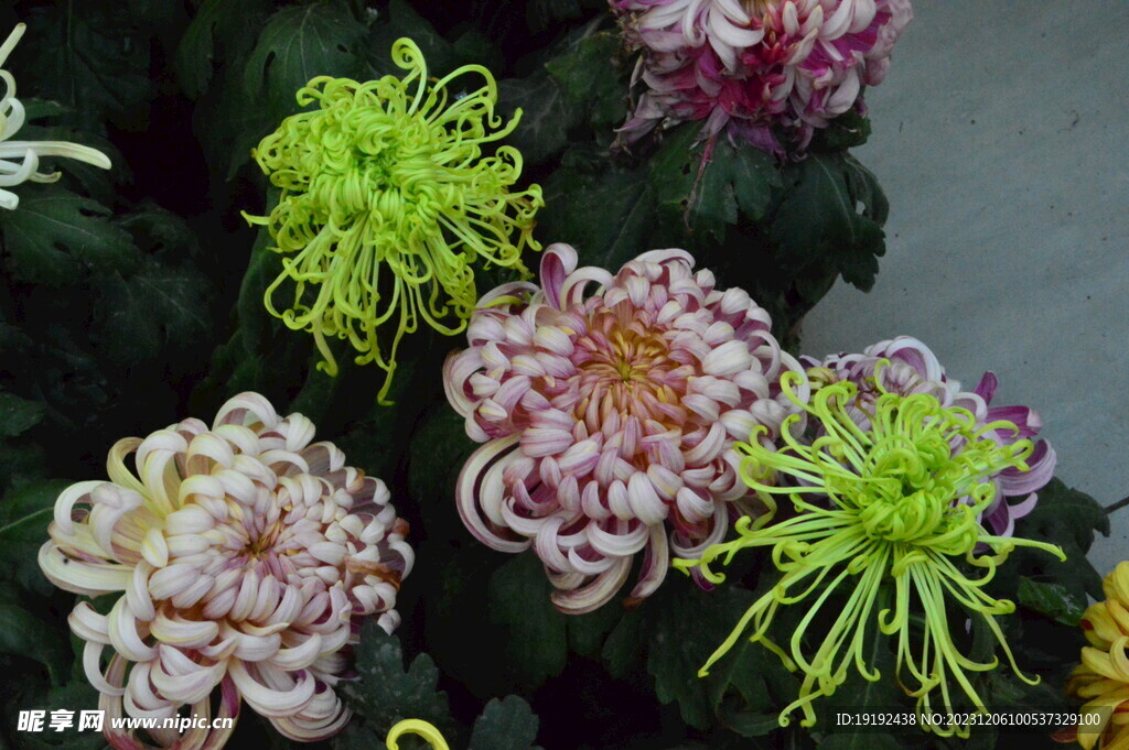 菊花