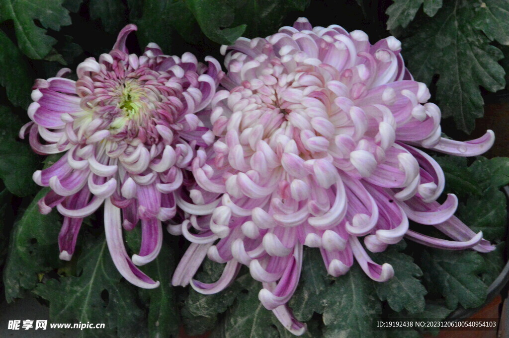 菊花 