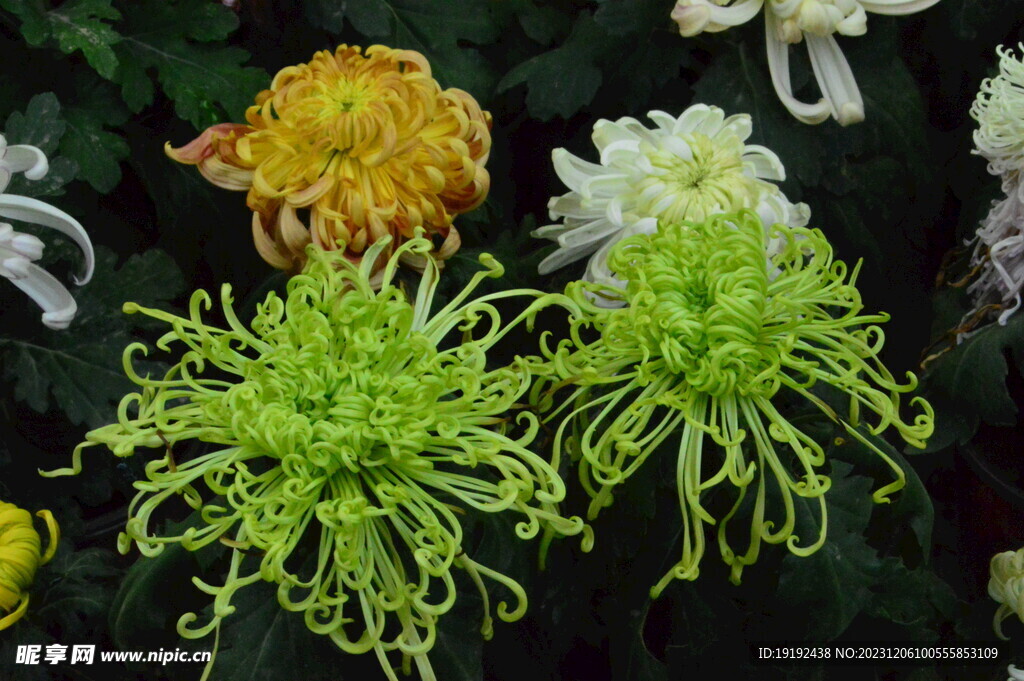 菊花 