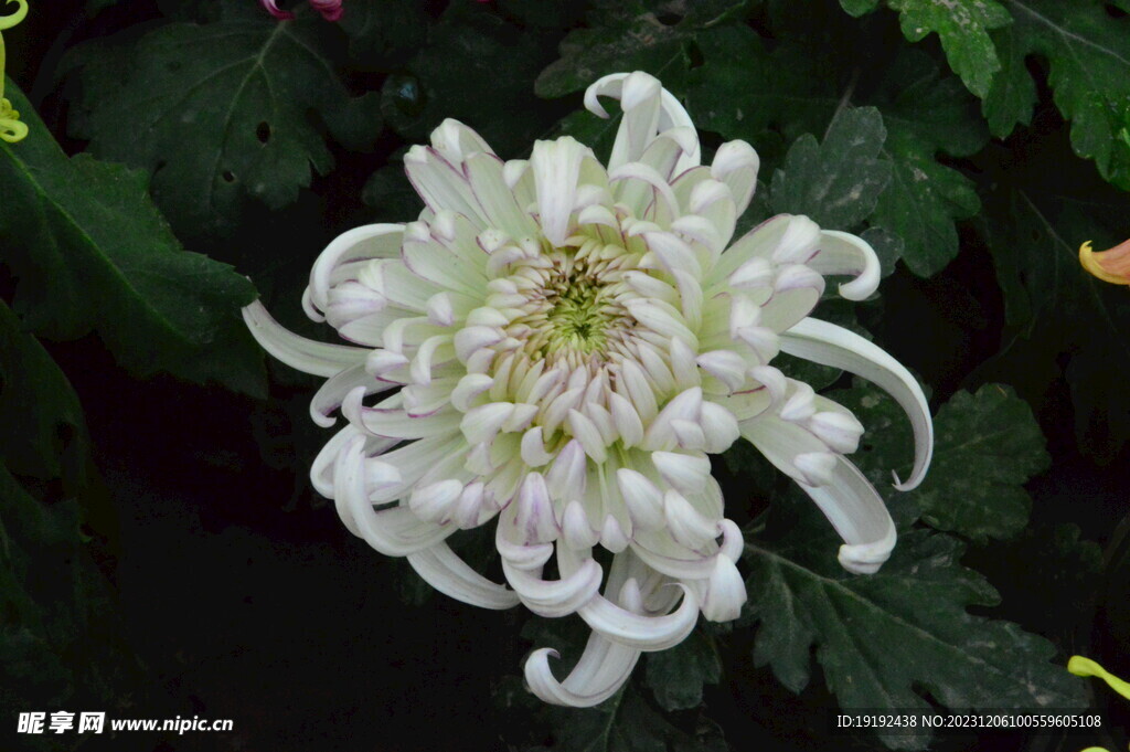 菊花 
