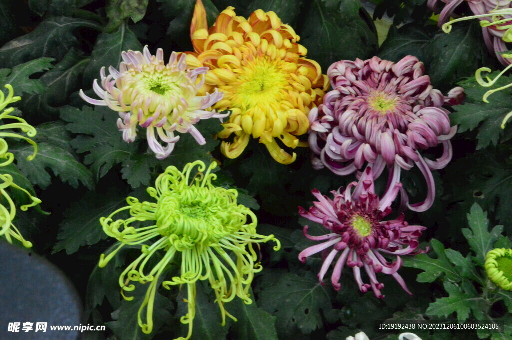 菊花