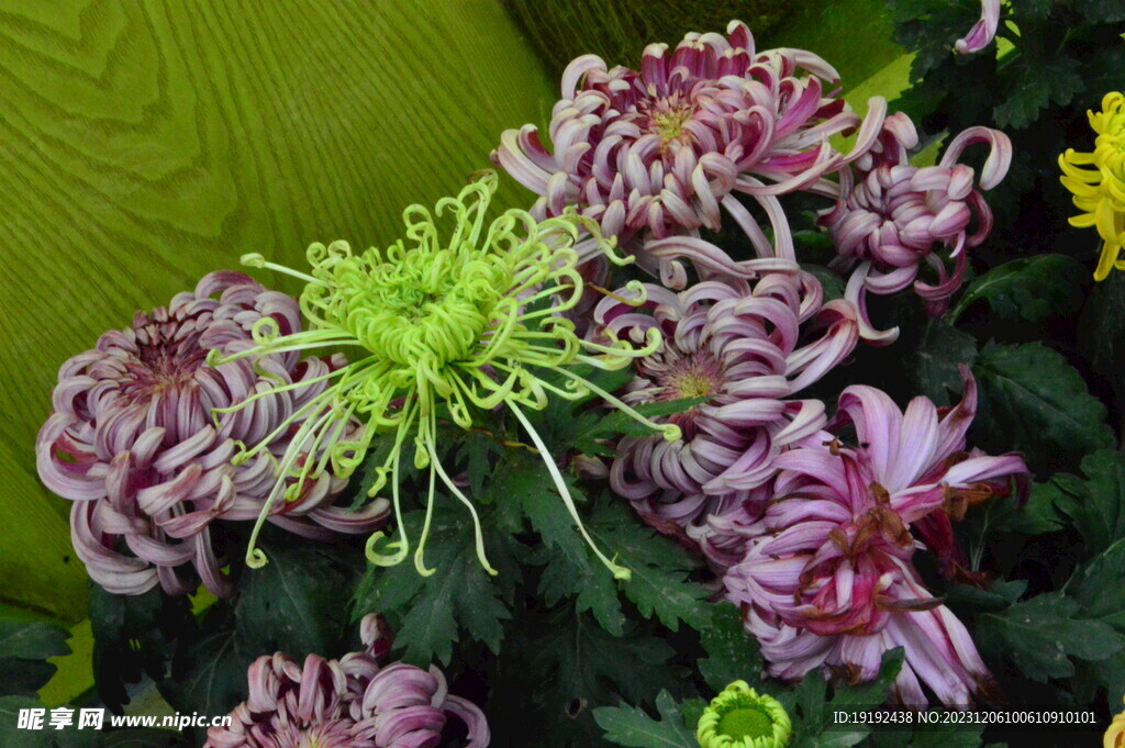 菊花