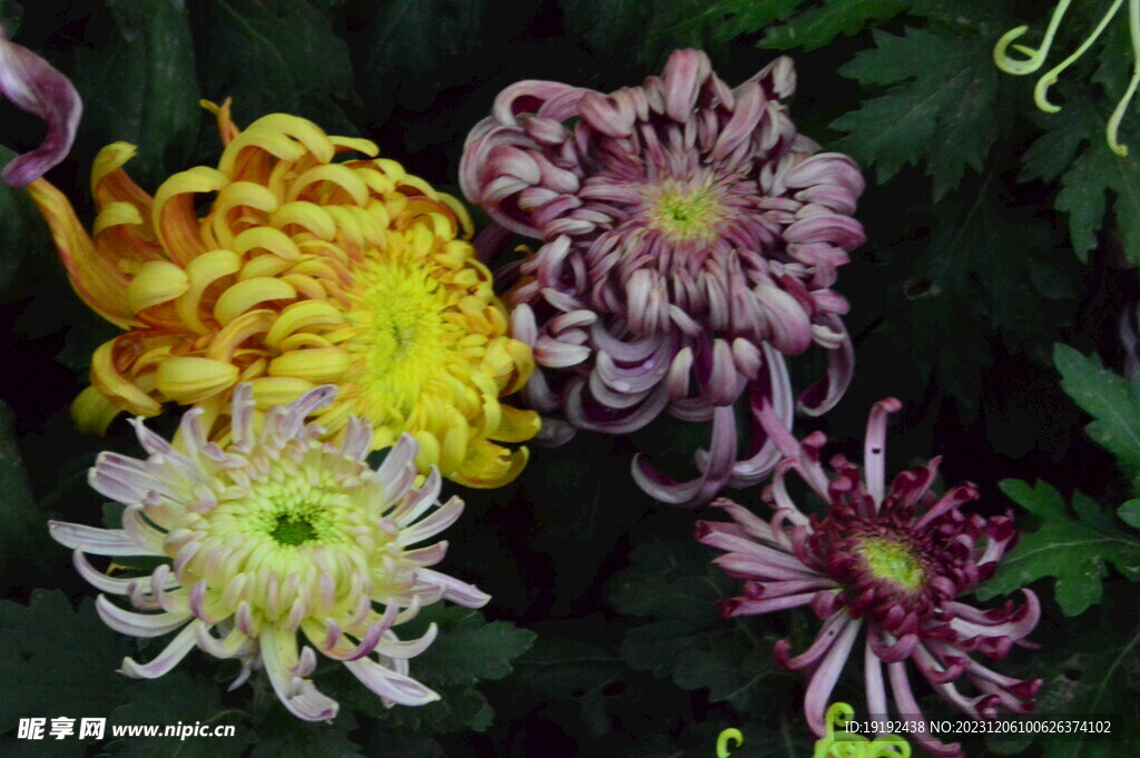 菊花 