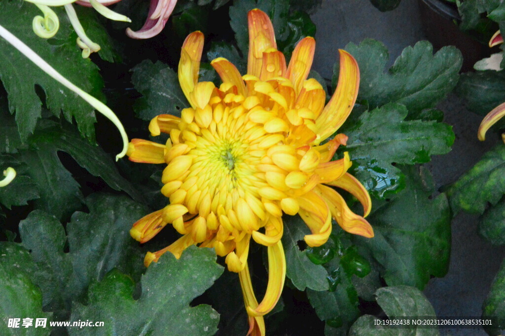 菊花