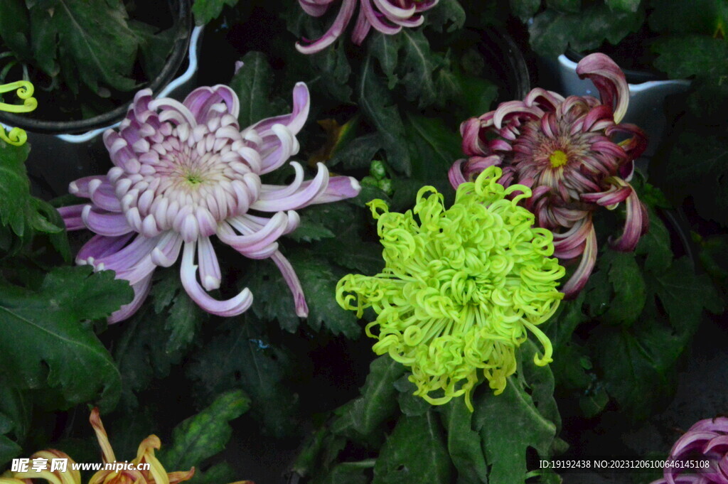 菊花 