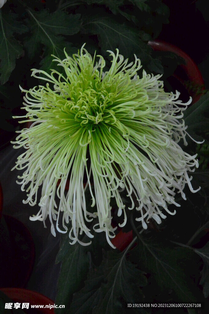 菊花