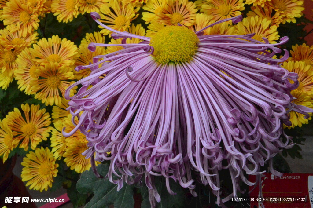 菊花