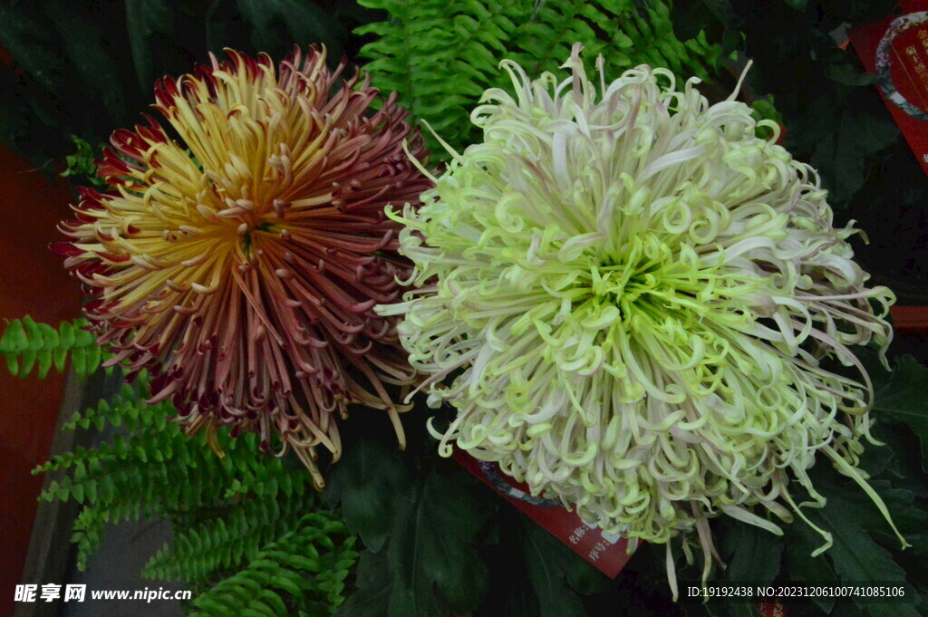 菊花 