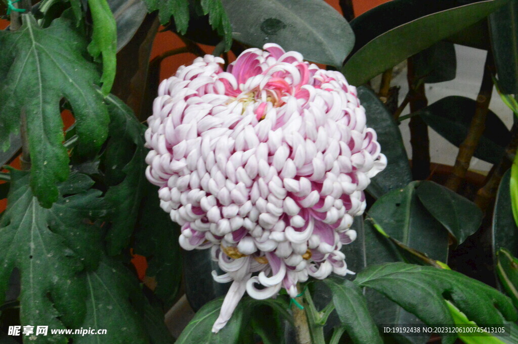 菊花 