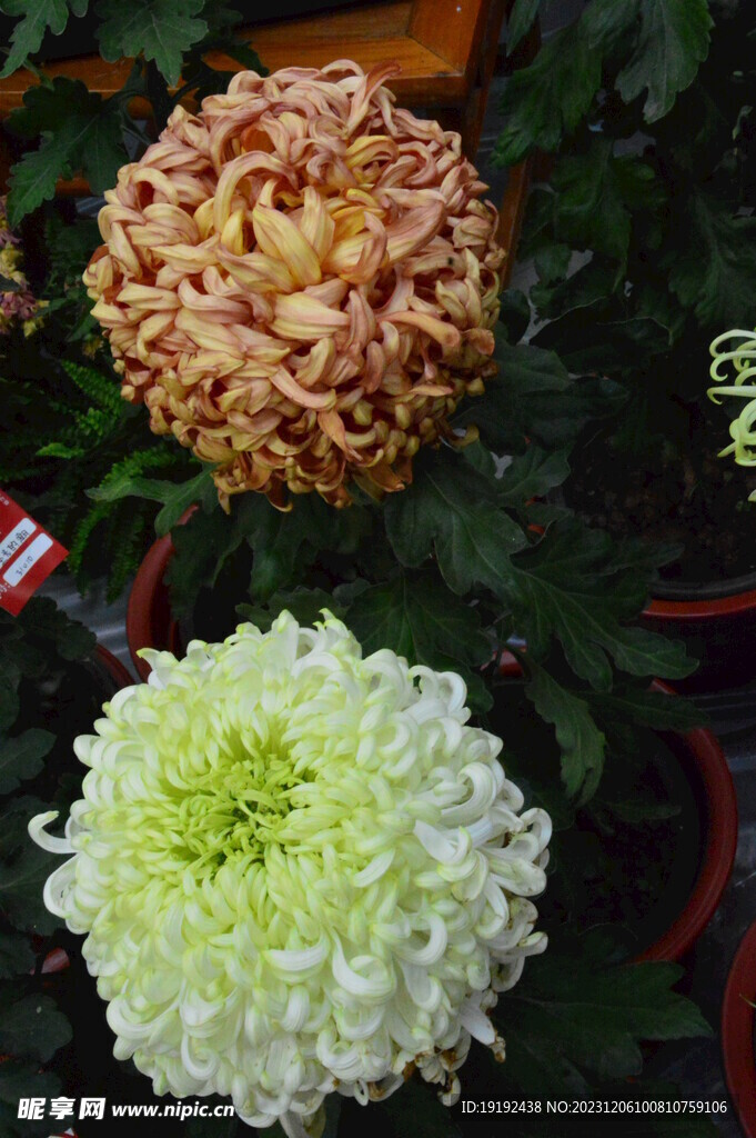 菊花