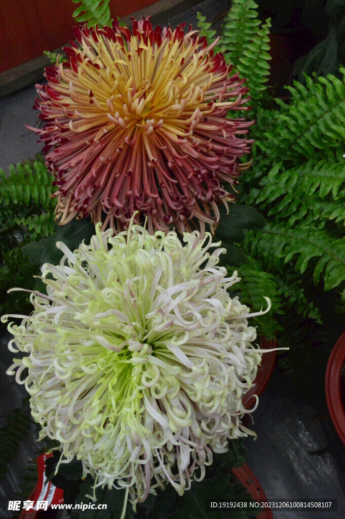 菊花 