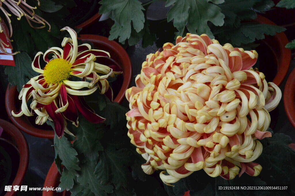 菊花 