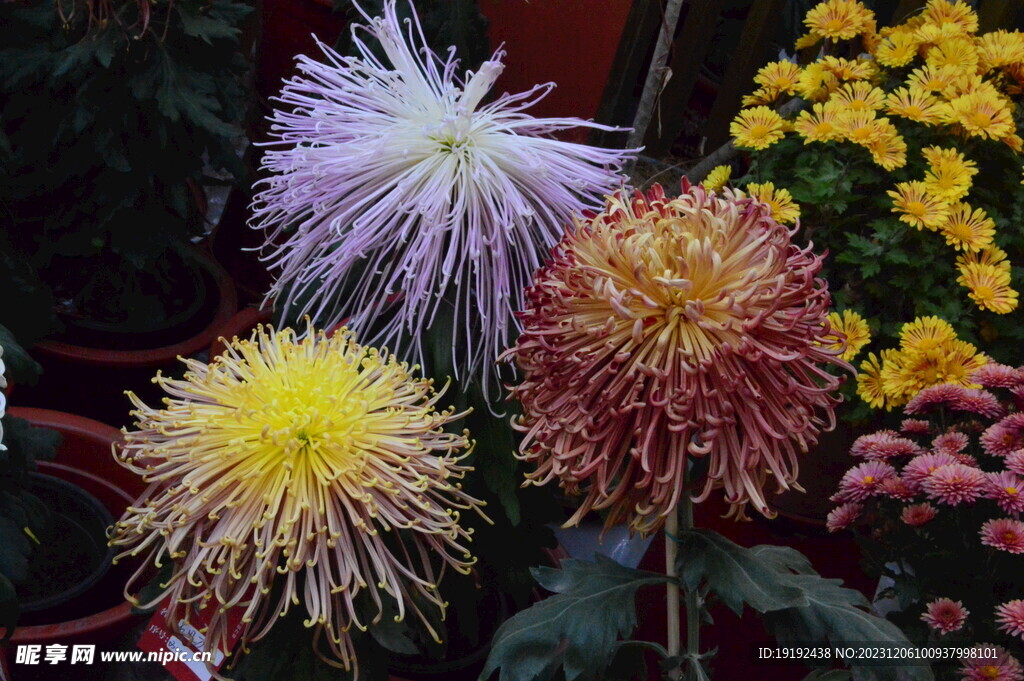 菊花 
