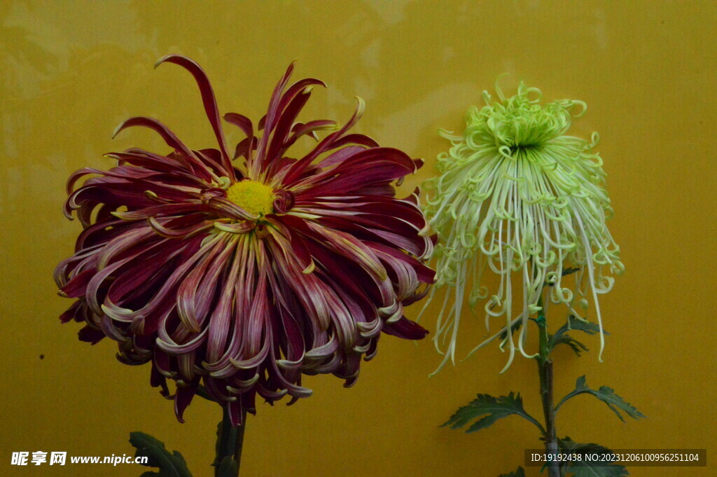 菊花 