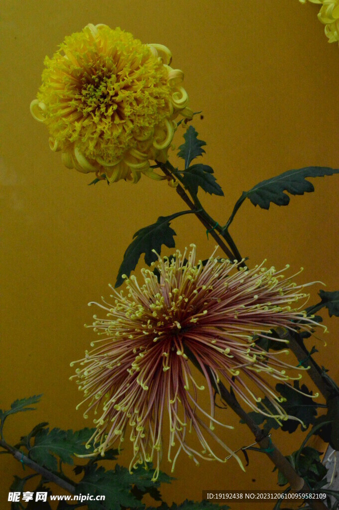 菊花 