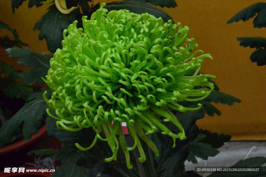 菊花 