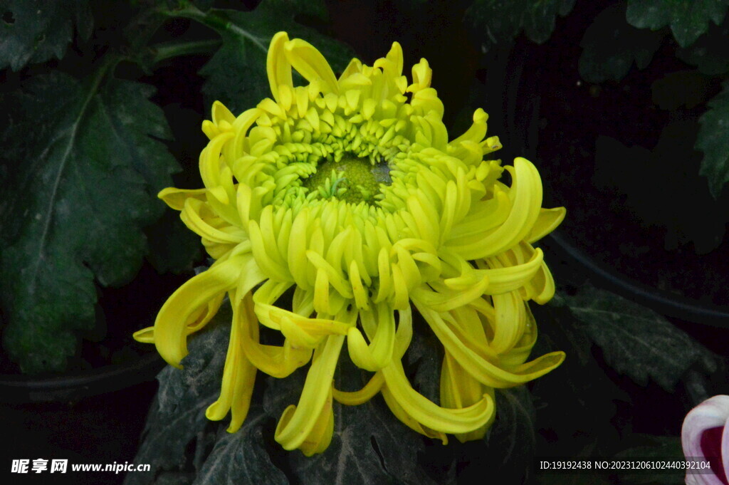 菊花 