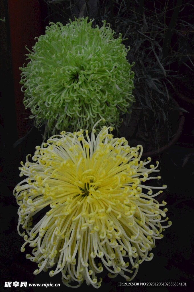 菊花 